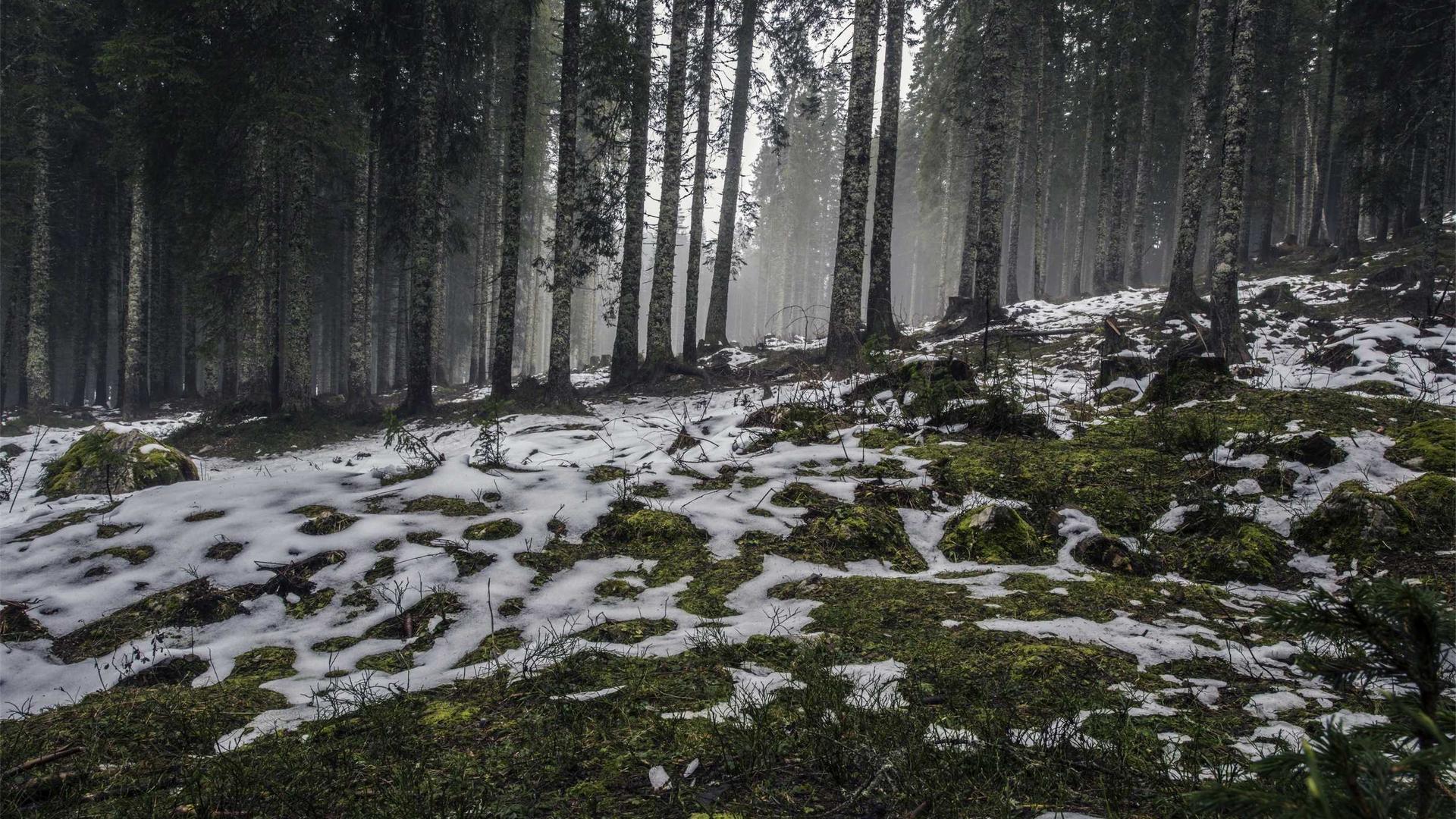 Swiss Alpine Wonders
